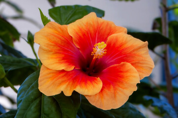 beautiful hibiscus flower in Hawaii