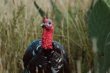 The turkey, a bird of nature, blends with the plant-filled surroundings
