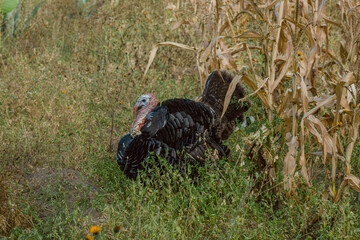 The turkey, a bird of nature, blends with the plant-filled surroundings