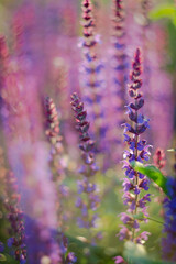 Lavender heathen fields