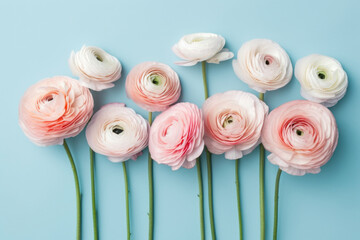 Ranunculus flowers on blue background, birthday or mother's day card Generative AI