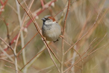 Naklejka premium Sparrow bird 