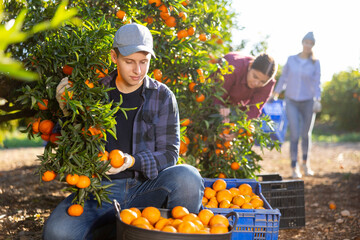 Skilled young man farmer employee in plaid shirt harvesting fresh tangerines during work on farm...