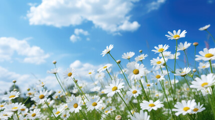 Obraz na płótnie Canvas Daisy flower field, sunlight summer time