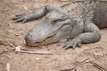 Alligators have a long, rounded snout that has upward facing nostrils at the end. Alligators have a long, rounded snout that has upward facing nostrils at the end.