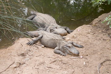 Alligators have a long, rounded snout that has upward facing nostrils at the end. Alligators have a long, rounded snout that has upward facing nostrils at the end.