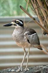 this is a close up of a beach stone curlew