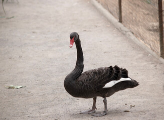 the black swan has black feathers edged with white on its back and is all black on the head and neck.  It has a red beak with a white stripe and red eyes