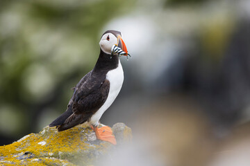 atlantic puffin or common puffin