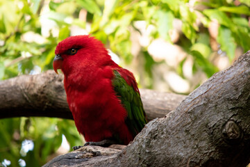 The chattering lory has a red body and a yellow patch on the mantle. The wings and thigh regions are green and the wing coverts are yellow. The tail is green with a blue tip.