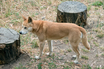 this is a side view of a golden dingo