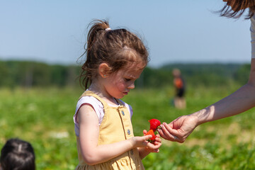 Little girl eating strawberries in the field on a sunny summer day.