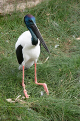 The head and neck are black with an iridescent green and purple sheen. The male has black eyes the female has yellow