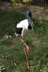 The Jabiru or black necked stork is a black-and-white waterbird stands an impressive 1.3m tall and has a wingspan of around 2m. The head and neck are black with an iridescent green and purple sheen.