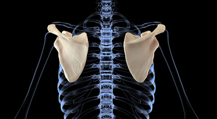 Posterior view on scapula on x-ray skeleton - obrazy, fototapety, plakaty