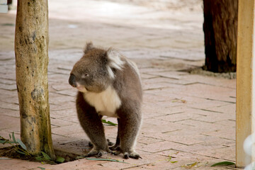 the koala is walking between trees looking for food