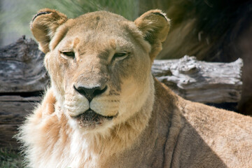 this is a close up of a lioness