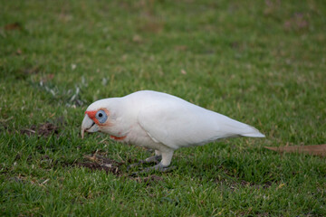 this is a side view of a long billed coella looking for food in the grass