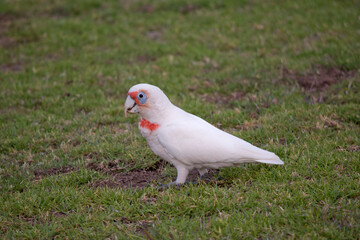 the long beaked corella is looking for food on the grass