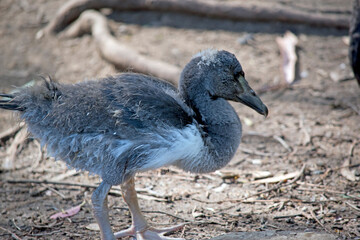 this is a side view of a magpie gosling