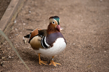 The male mandarin duck has the most elaborate and ornate plumage with distinctive long orange feathers on the side of the face, orange 'sails' on the back, and pale orange flanks