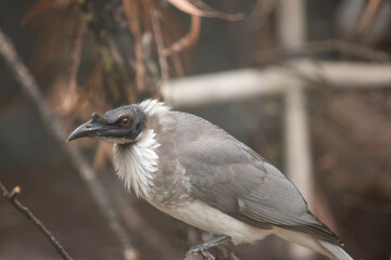 The noisy friar bird has a distinctive naked black head and a strong bill with a prominent casque (bump) at the base