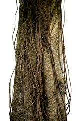 tree trunk with creeper roots - obrazy, fototapety, plakaty