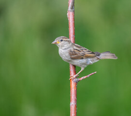 sparrow on the tree branch, common perching bird in garden and woodland