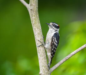 closeup on woodpecker perched on a tree branch