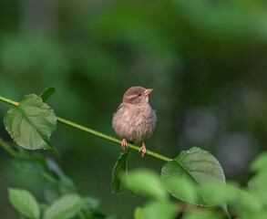 sparrow on the tree branch, common perching bird in garden and woodland