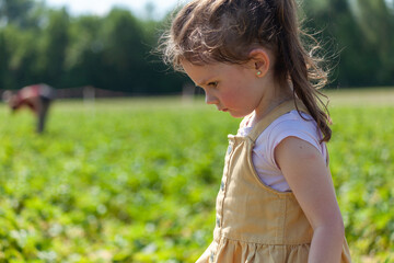 Adorable little girl picking strawberries in a field on a sunny summer day