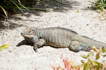 this is a close up of a rhinoceros iguana