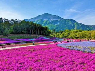 Chichibu Hitsujiyama Park, a famous place for its shibazakura, also known as moss pink or phlox...