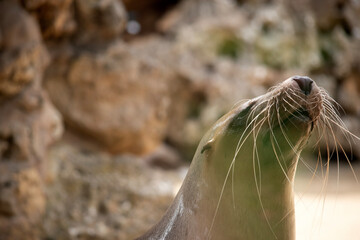 Sea lions are characterized by external ear flaps, long fore flippers, and a big chest and belly. 
