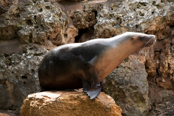 Sea lions are characterized by external ear flaps, long fore flippers, and a big chest and belly. T