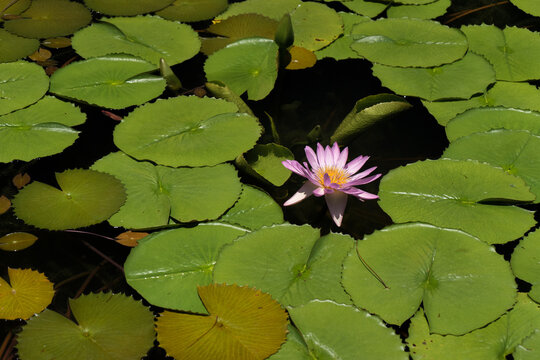 water lily, summer flower, the ornament of the lake