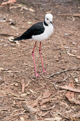 the black winged stilt is a tall sea bird