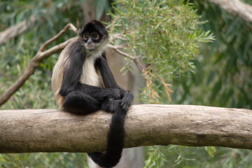 The spider monkey has thumbless hands, this lanky potbellied primate can move swiftly through the trees, using its long tail as a fifth limb.
