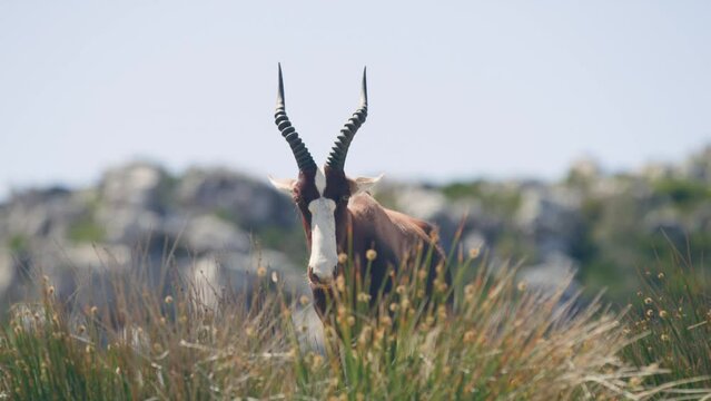 Close up of head of bontebok antelope with big horns at cape point national park