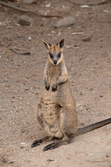 The swamp wallaby has dark brown fur, often with lighter rusty patches on the belly, chest and base of the ears.