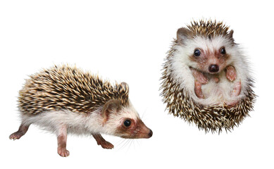 ハリネズミ © toshihiro emi