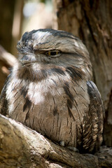 the tawny frogmouth hides in plain sight looking like part of the tree
