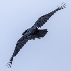 raven in flight