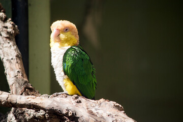 the white bellied caique is perched on a tree