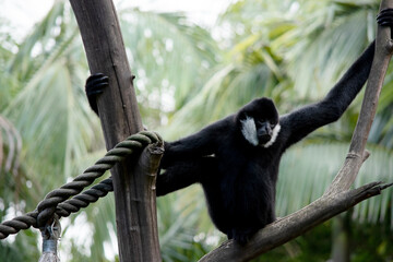 The male's body is covered with black fur, with white cheeks and a black crest on its head