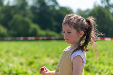 Adorable little girl picking strawberries in the field on a sunny summer day