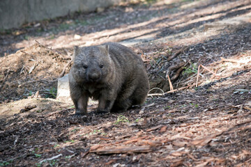 the common wombat is  searching for food