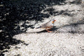this is a side view of a zebra finch holding a twig for making a nest