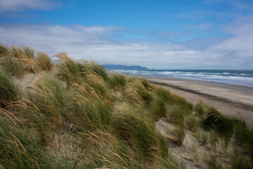 Fototapeta na wymiar beach and dunes in brittany