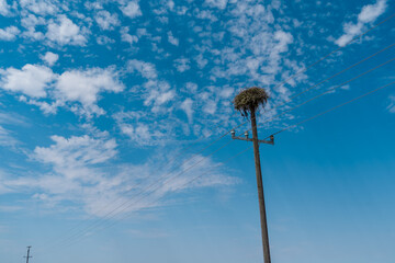Fototapeta premium Nido Nest Aves Cielo